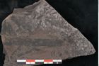 Foto (Detailansicht) von Noeggerathia palmaeformis Goeppert (NHMW-GEO-2024-0188-10747)